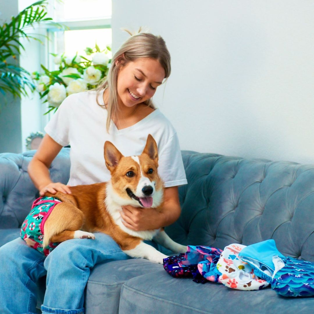 Woman petting corgi dog with dog diapers