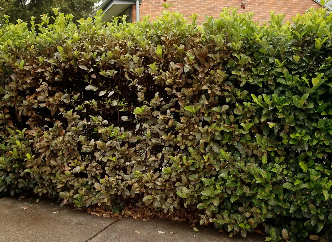 Front-on view of a dense hedge with patchy bronze-brown and green foliage, showing stressed or damaged leaves along a suburban footpath in front of a brick house.