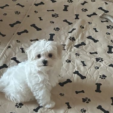 A small white dog sitting on a potty pad with bone and paw patterns