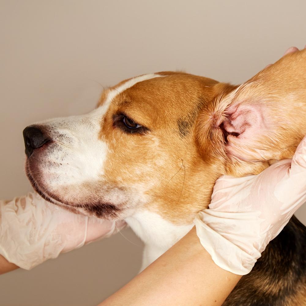 A veterinarian checks the ears of a beagle dog