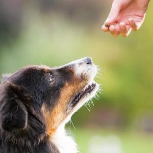 Positive Reinforcement Dog Training