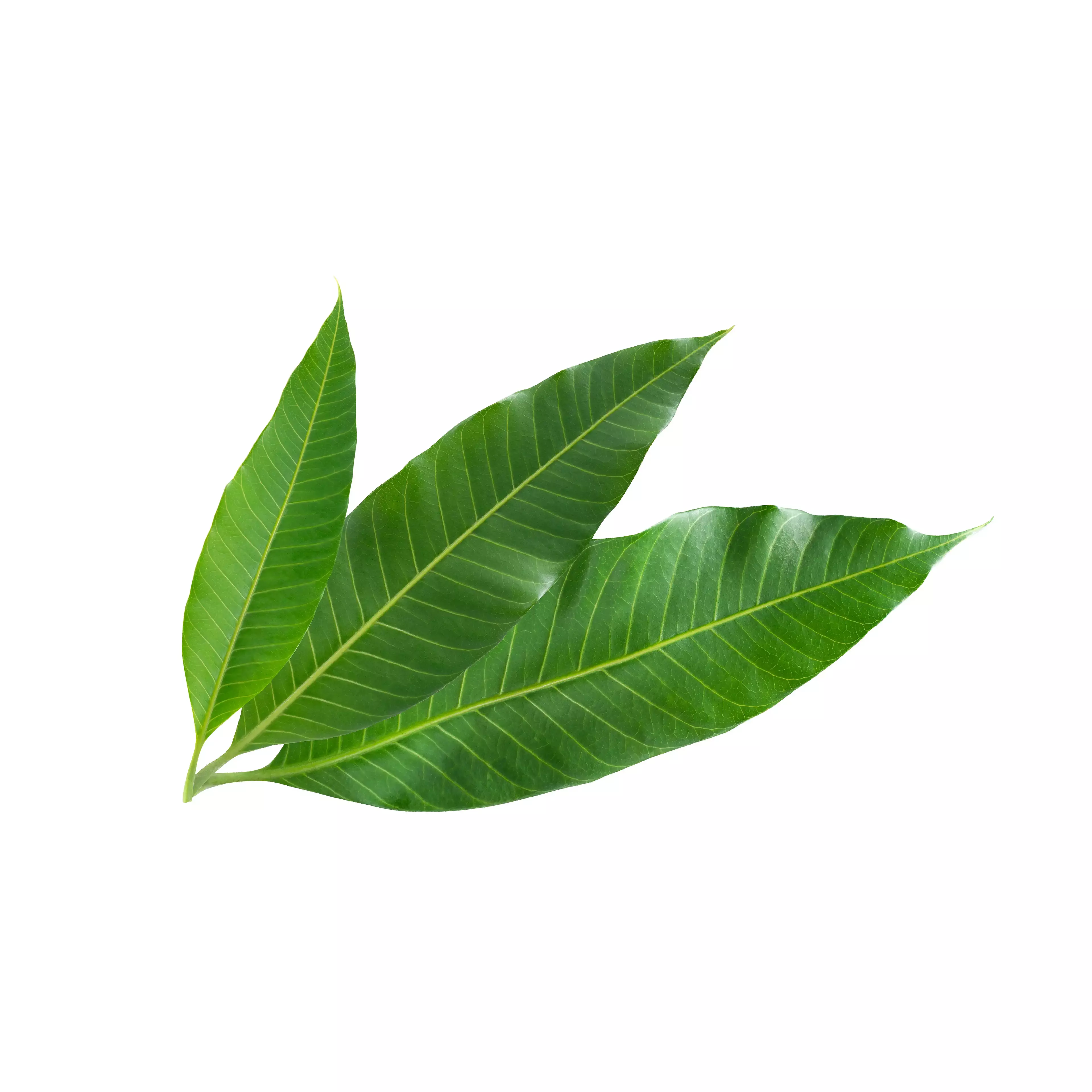 Mango Leaves