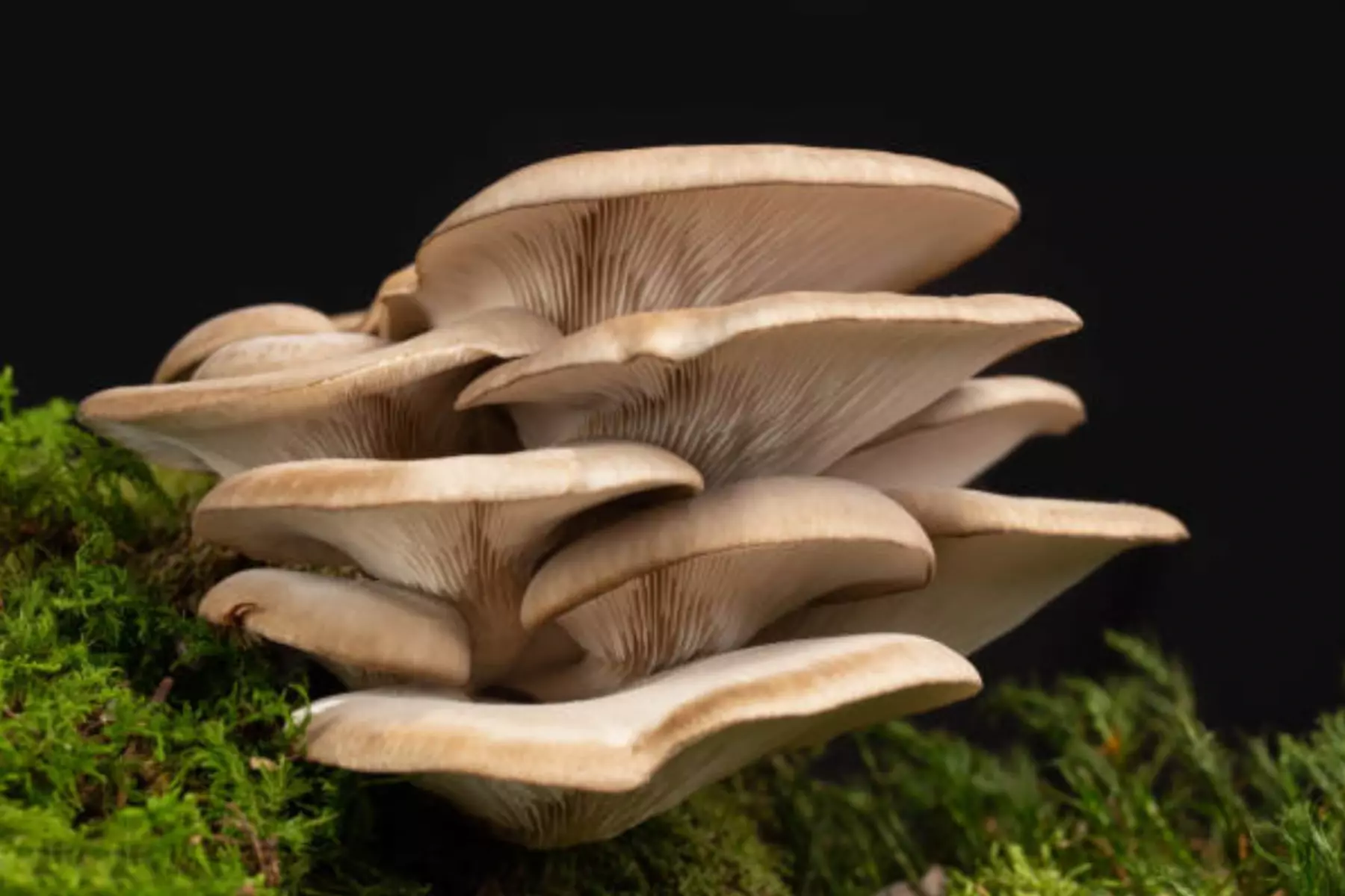 Oyster mushrooms cluster growing on moss-covered log - fresh edible fungi with fan-shaped caps, visible gills, beige-tan color, overlapping bracket formation, natural woodland habitat, culinary ingredient, foraging specimen, Pleurotus species identification