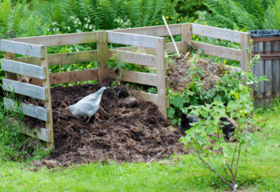 backyard chickens teraganix em-1 terakashi bokashi odor control