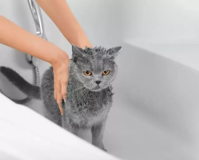 how to give a cat a bath