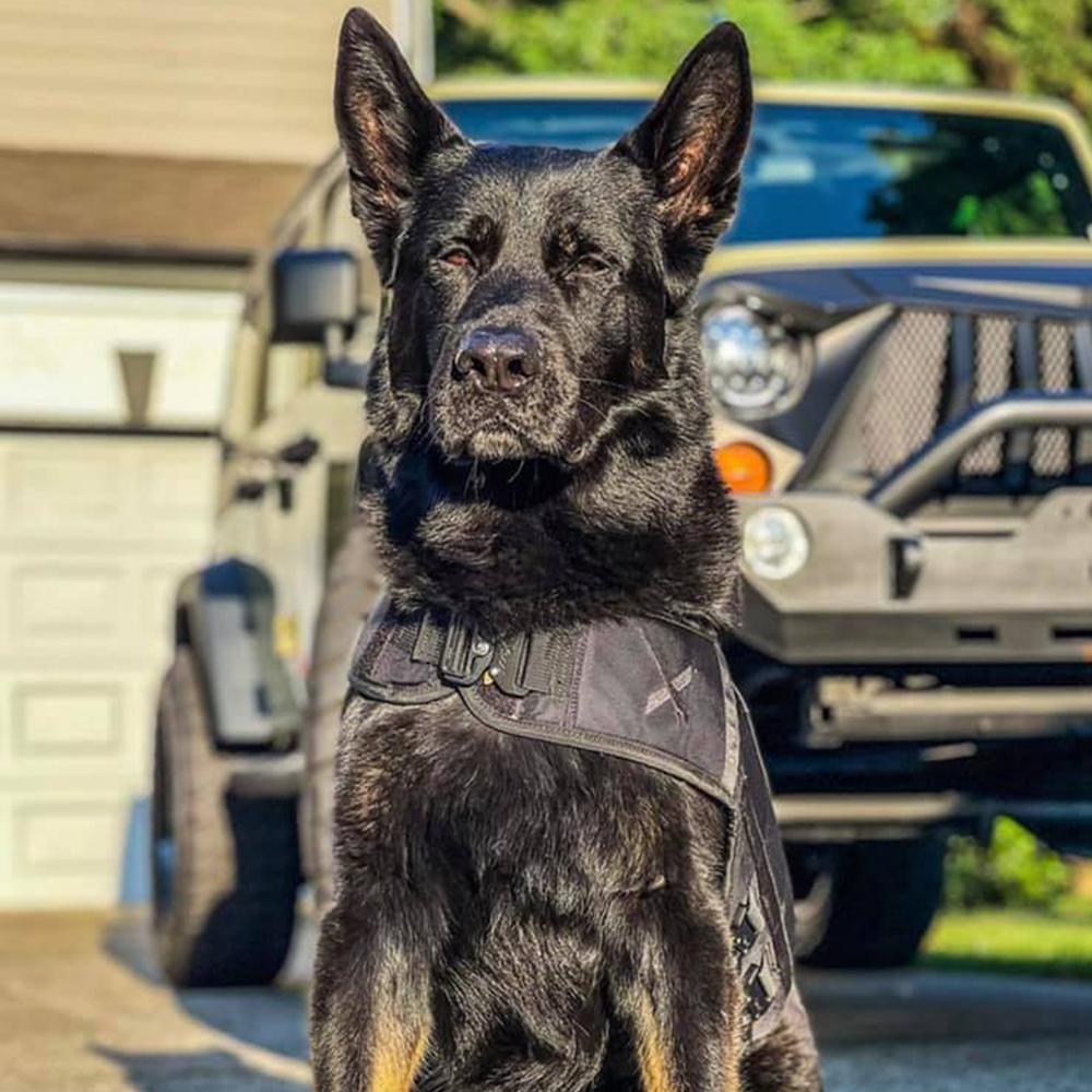 K-9 Mattis – Project K-9 Hero