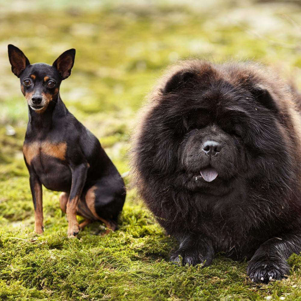 picture of dogs in the nature