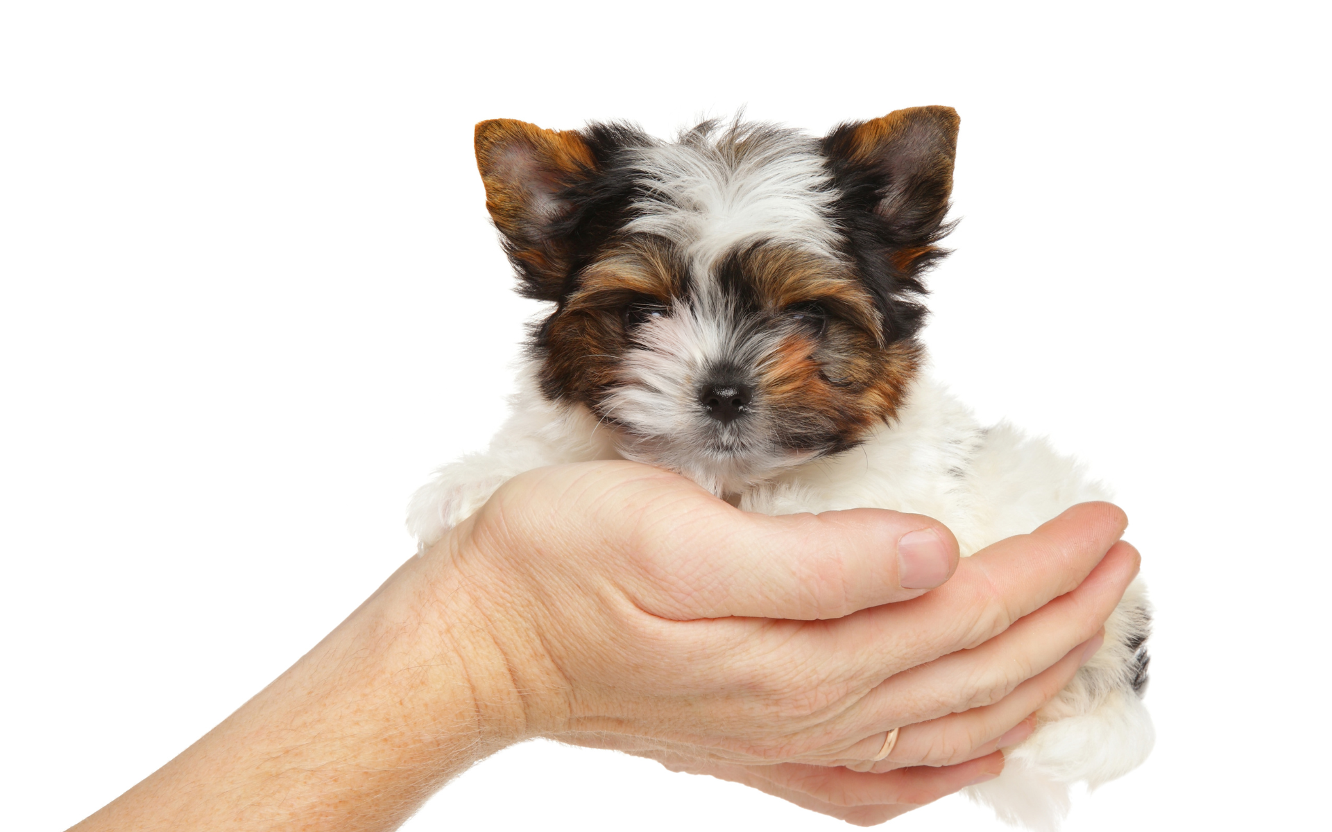 Biewer puppy