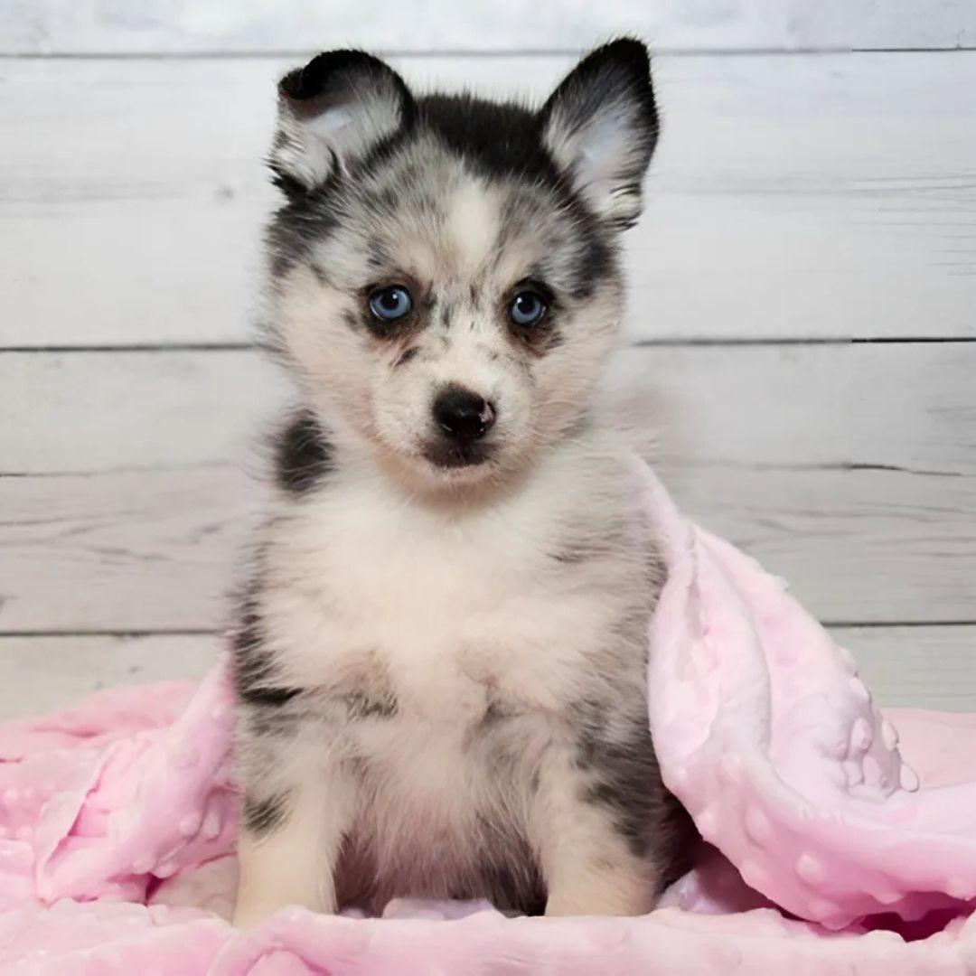 pomsky puppy in blanket