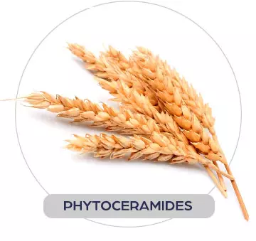 phytoceramineds