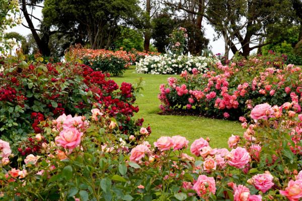 Beautiful backyard garden with pink, red, orange, and white flowers.