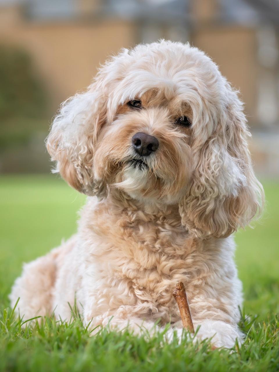 Miniature schnauzer sitting on a sunny lawn in a garden,