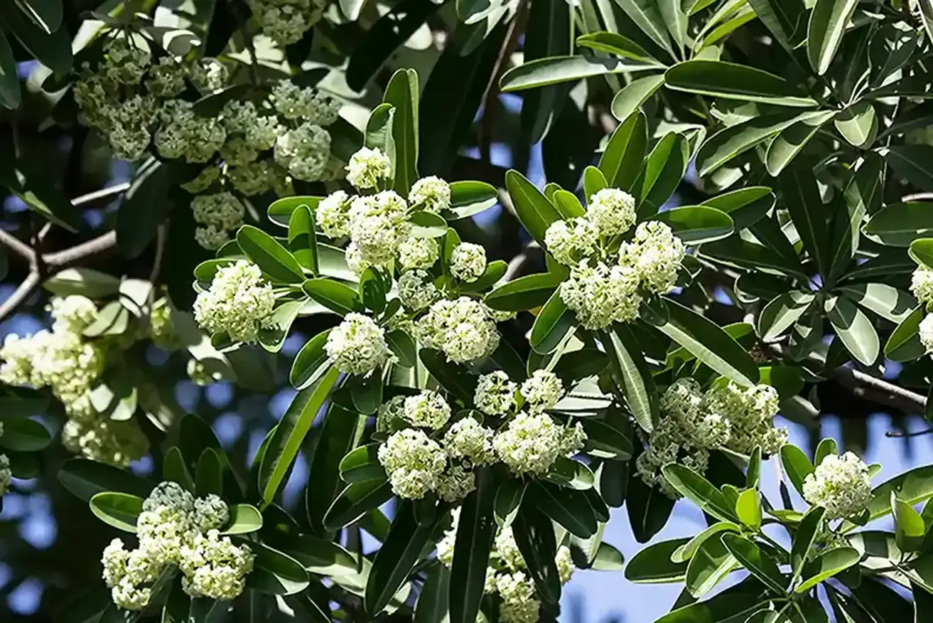 Alstonia Scholaris (Blackboard Tree) Bark Extract