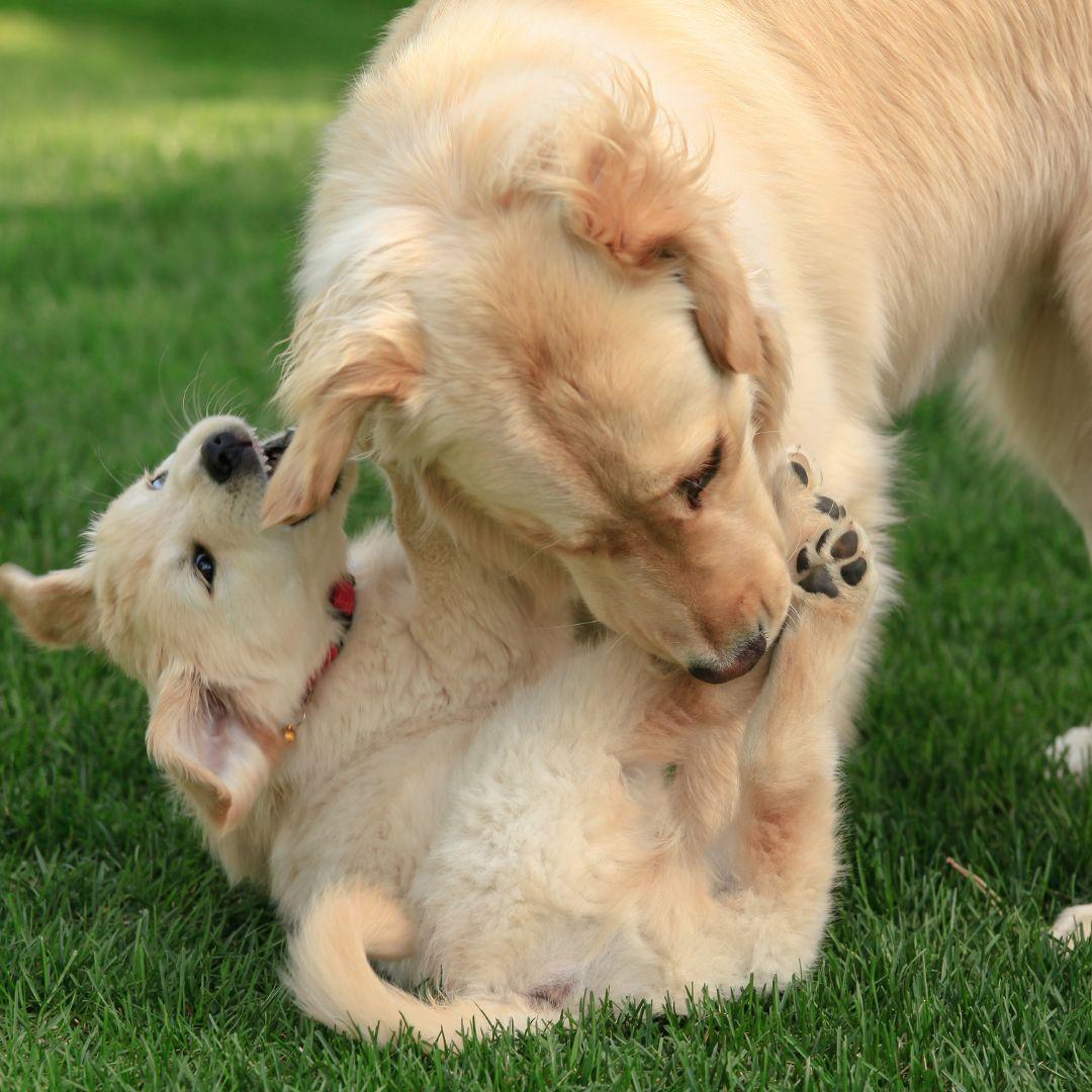 female dog with puppy