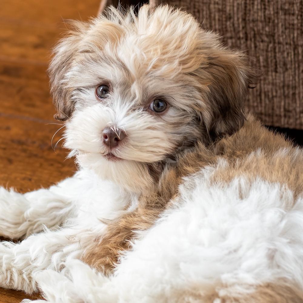Havanese dog