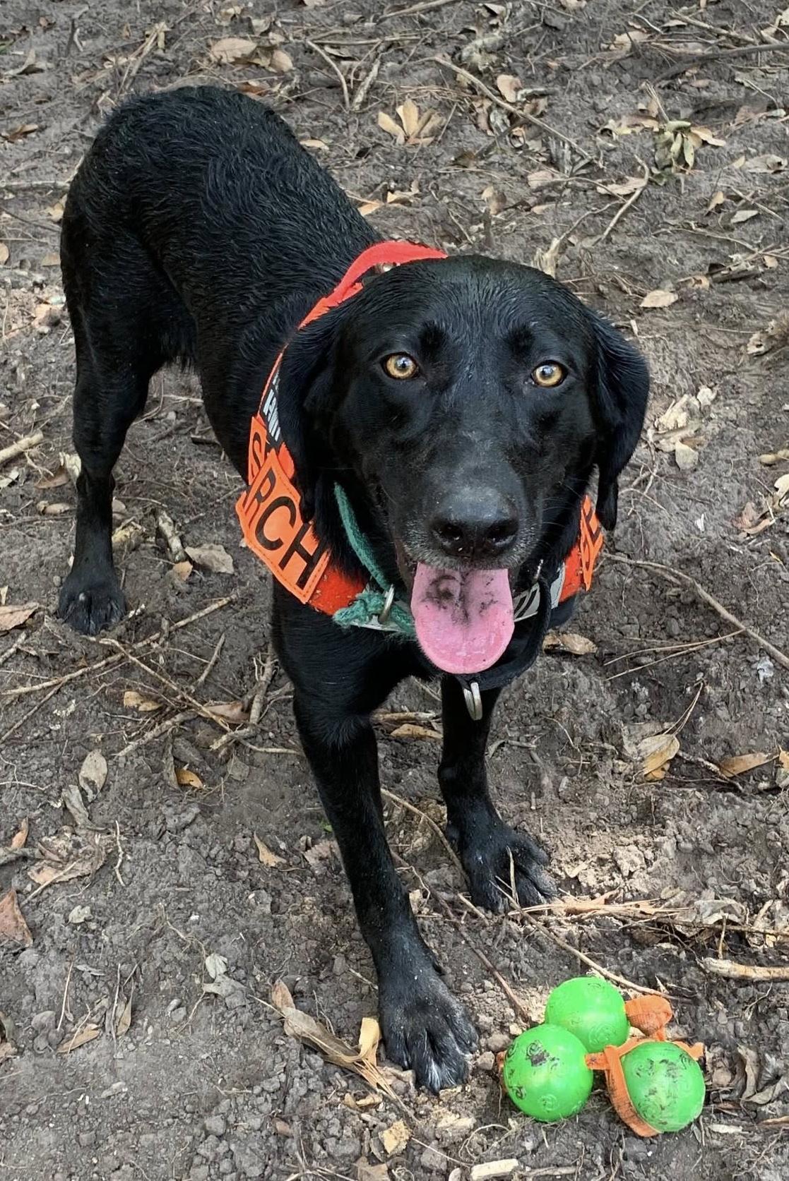 k9 misty in her vest