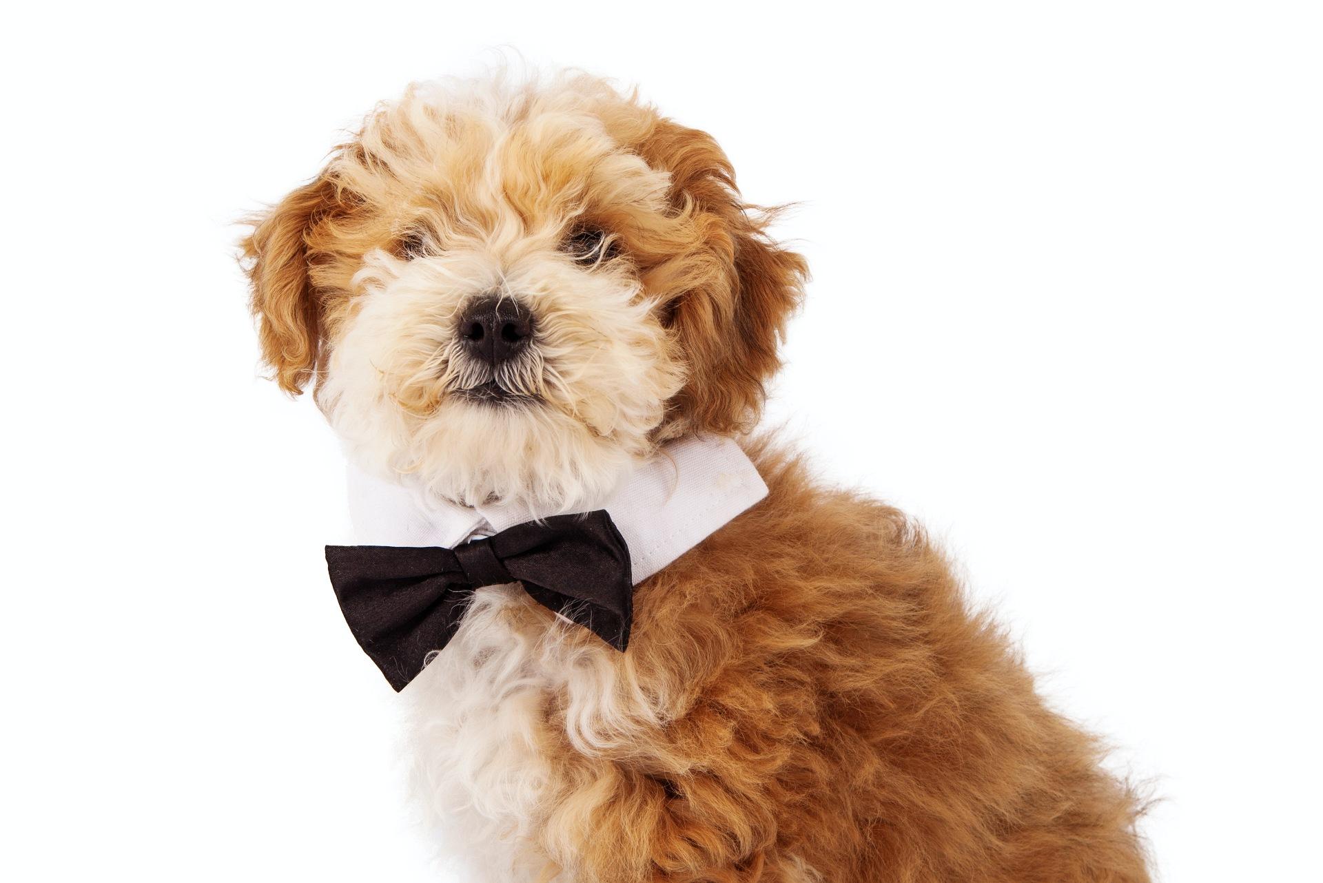 Havanese puppy with a bowtie