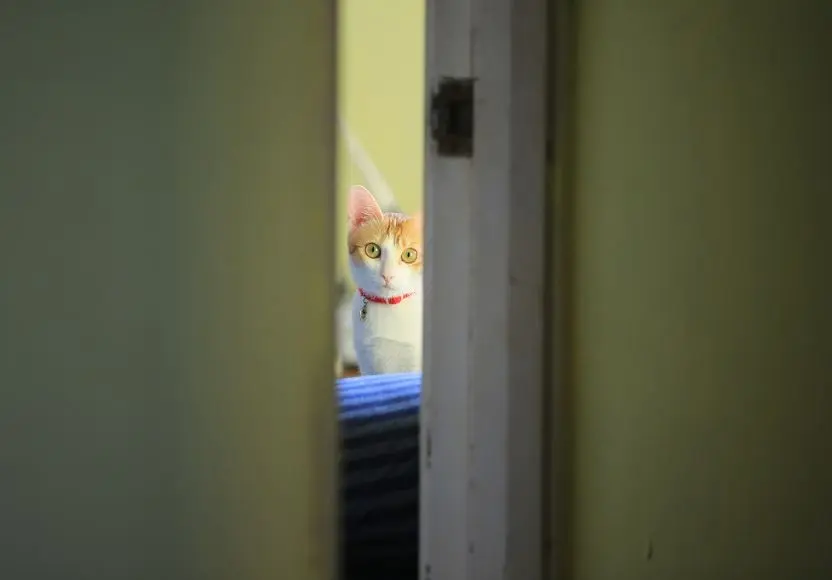 A curious cat peeks out from behind a partially open door, showcasing its inquisitive expression.