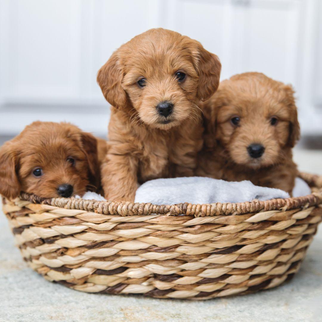 Adorable litter of Goldendoodle puppies in a basket