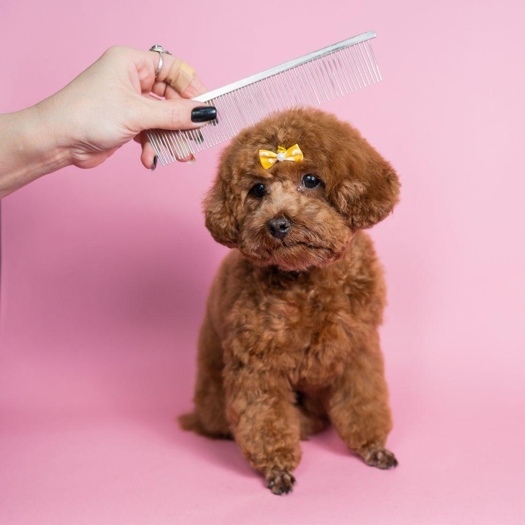 Woman combing a mini poodle on a pink background.