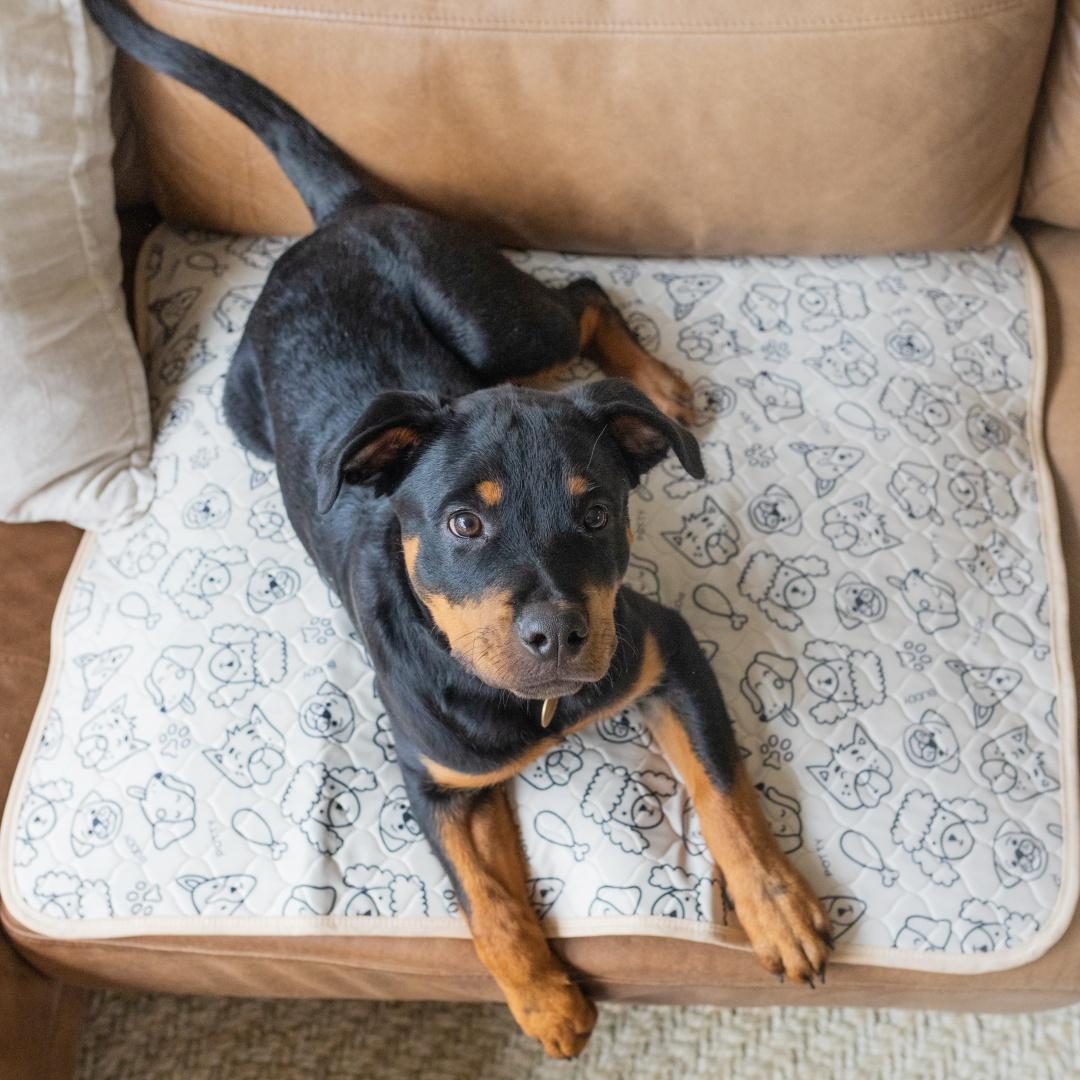 Dog on a Potty Buddy pad