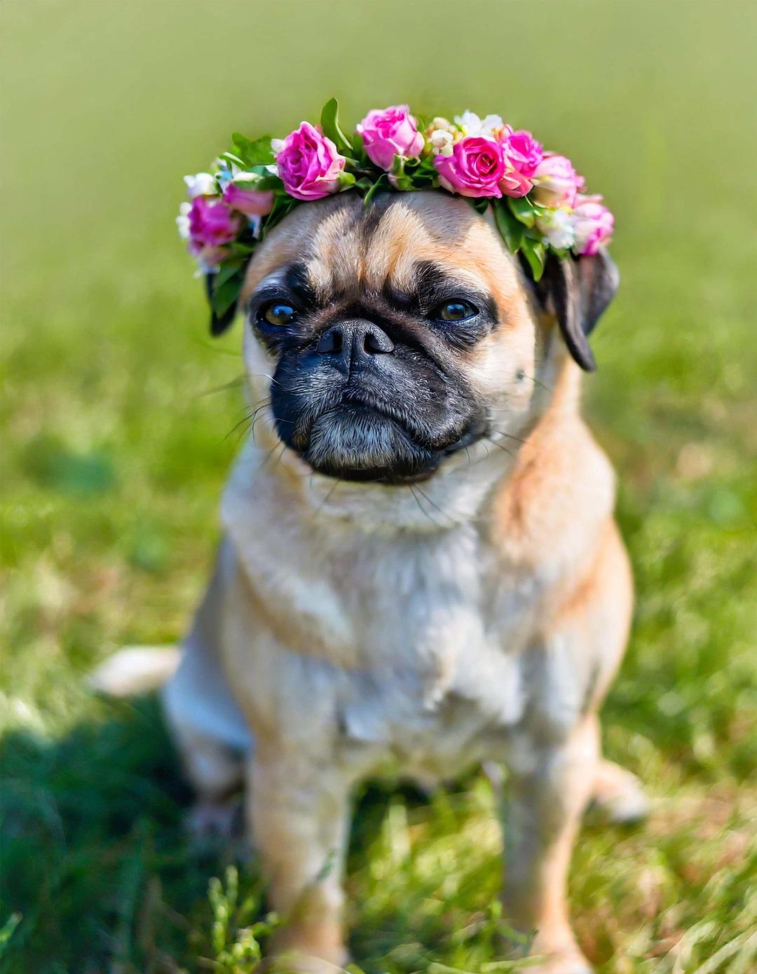Pug dog in a wreath of flowers on the head.