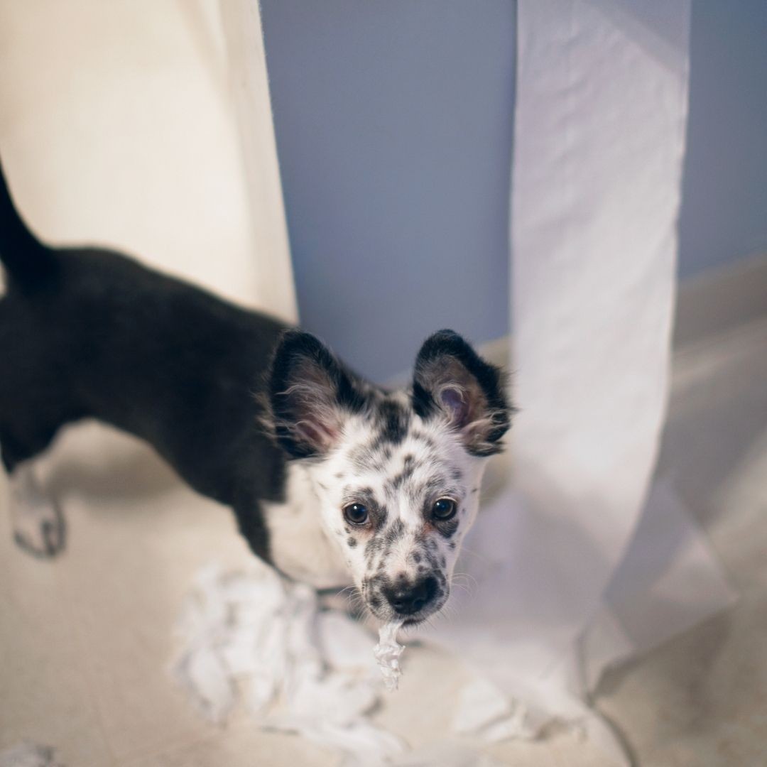 Dog unrolled a roll of toilet paper