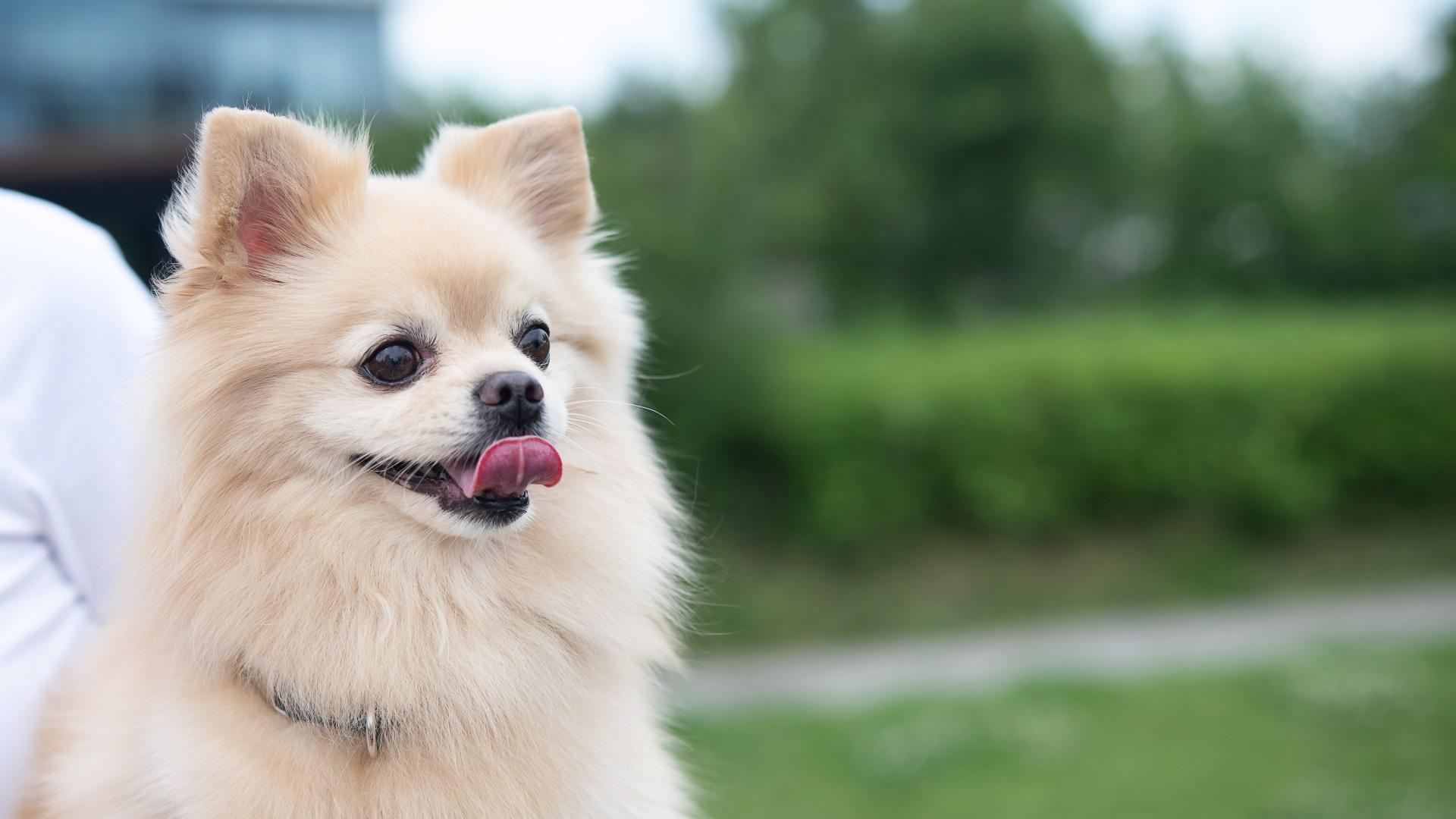 Cute Pomeranian on a walk