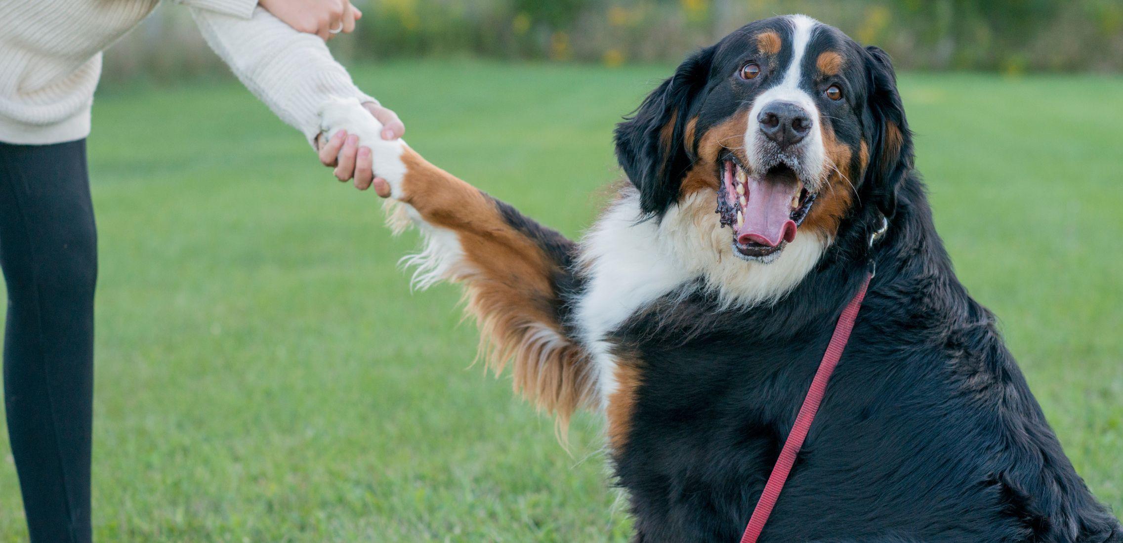 Dog Learning To Shake a Paw