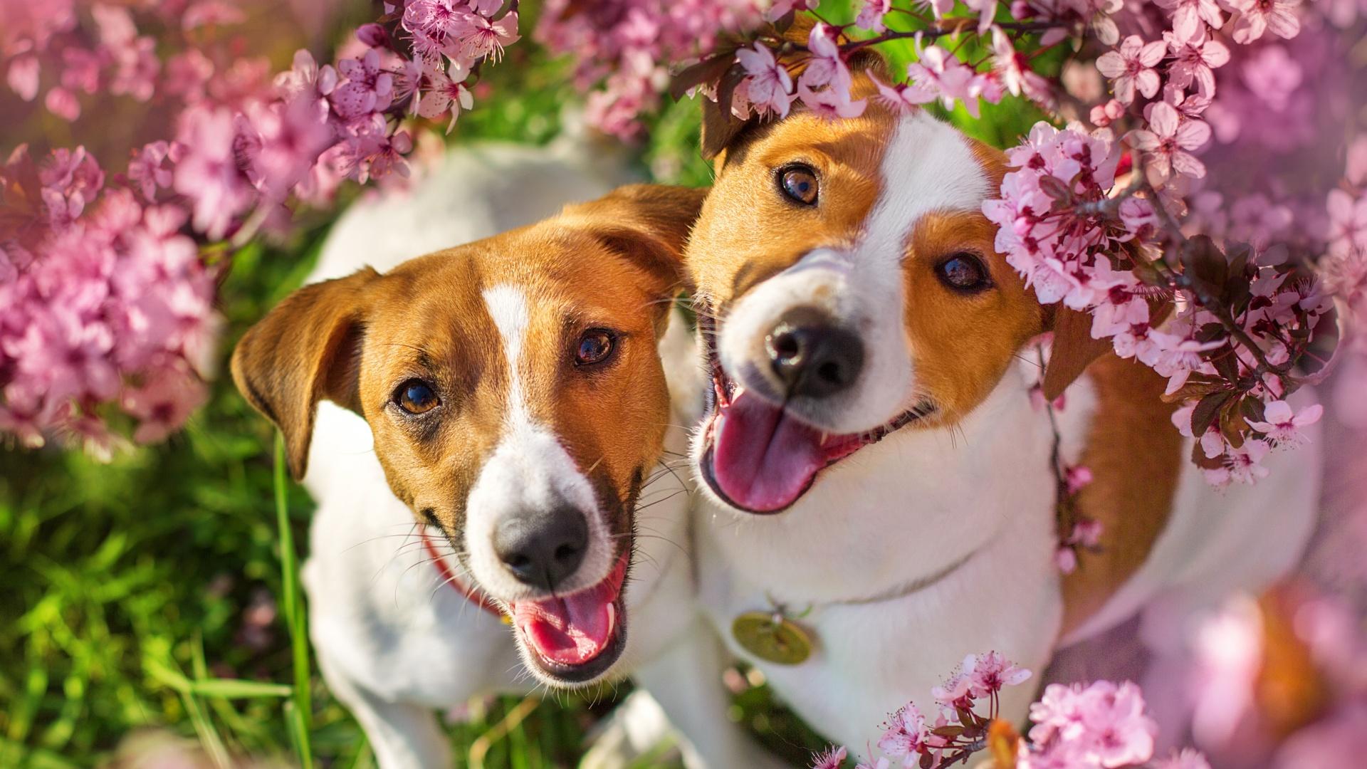Two happy brown-and-white dogs pose among vibrant pink blossoms on a sunny day.