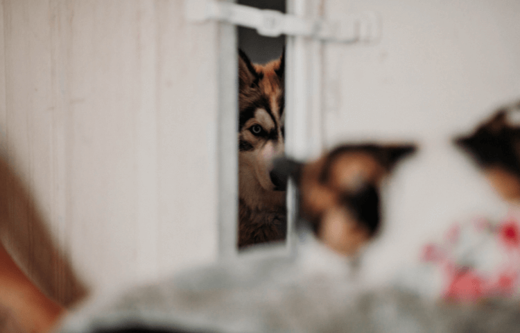 The Door Buddy - Adjustable Pet Door Strap