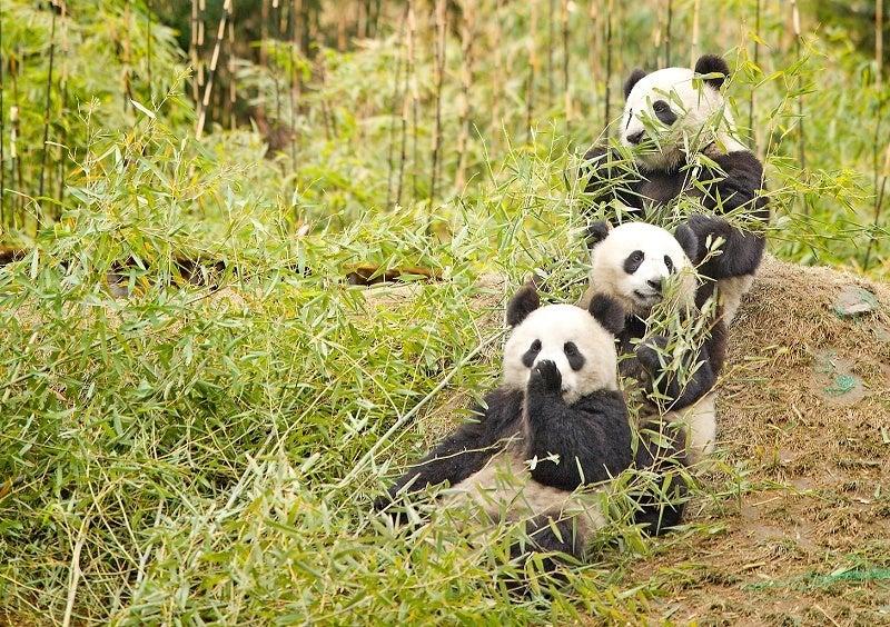 What is a Group of Pandas Called? - Big Boy Bamboo