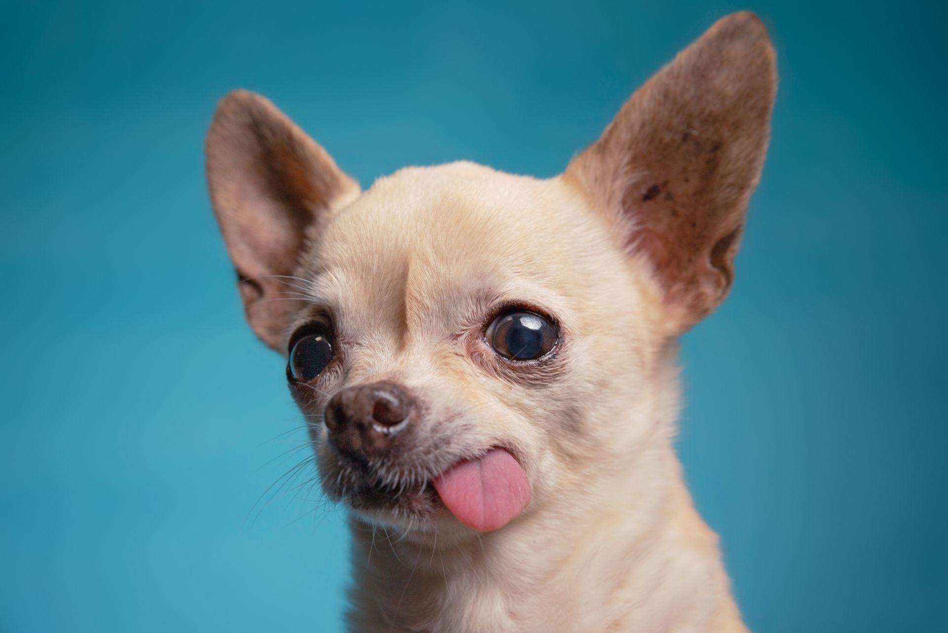 Chihuahua portrait