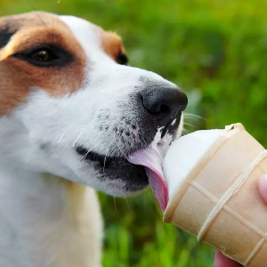 Can Dogs Eat Bananas?