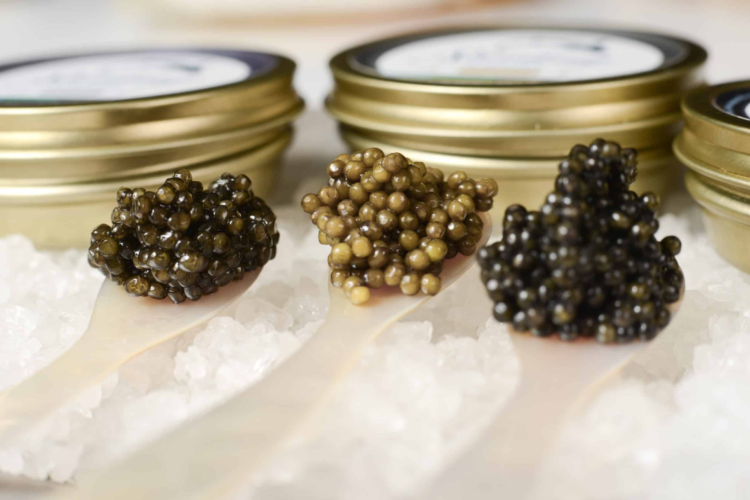 Three different caviar grades from Sterling Caviar served on mother of pearl spoons