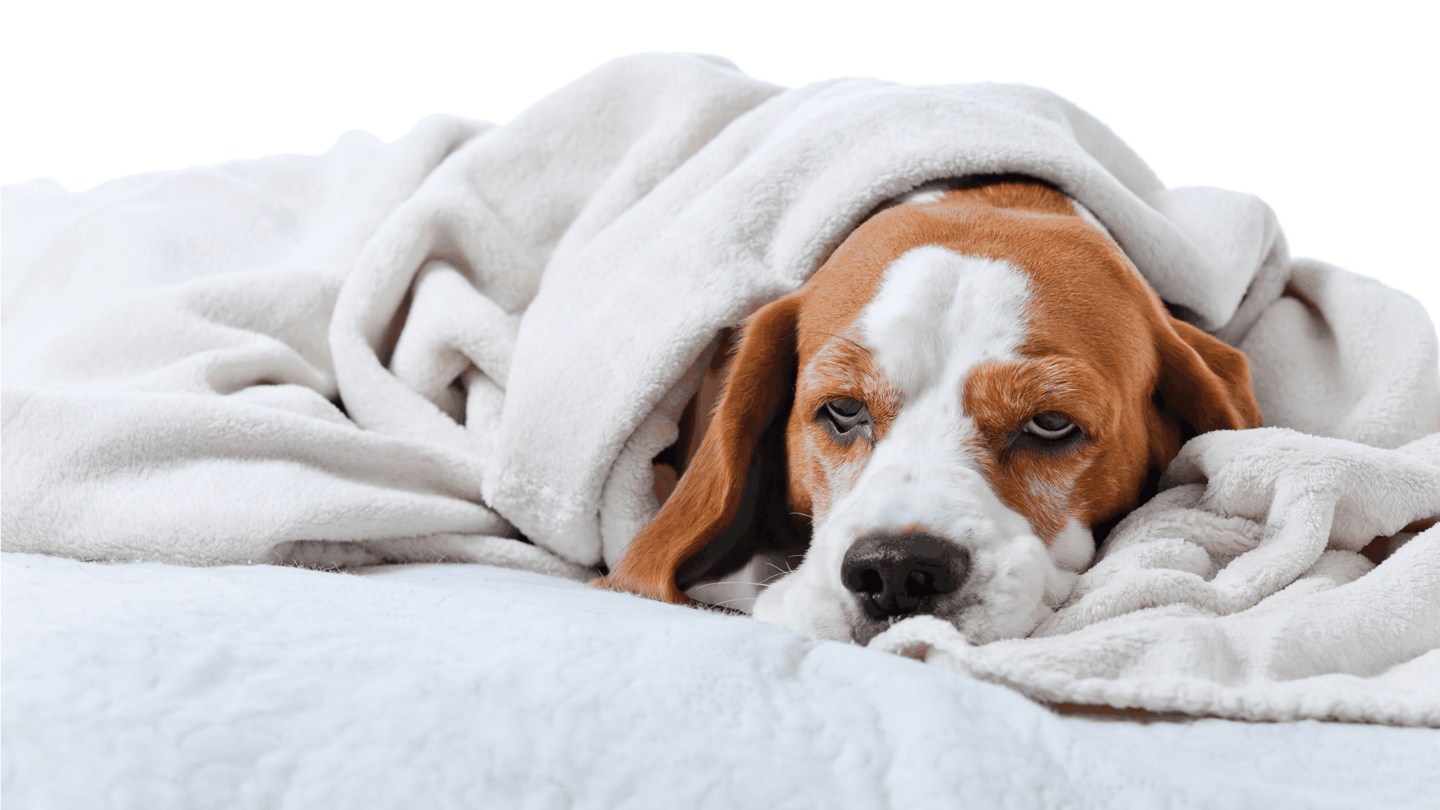 CPR for Cats and Dogs - Cover Image