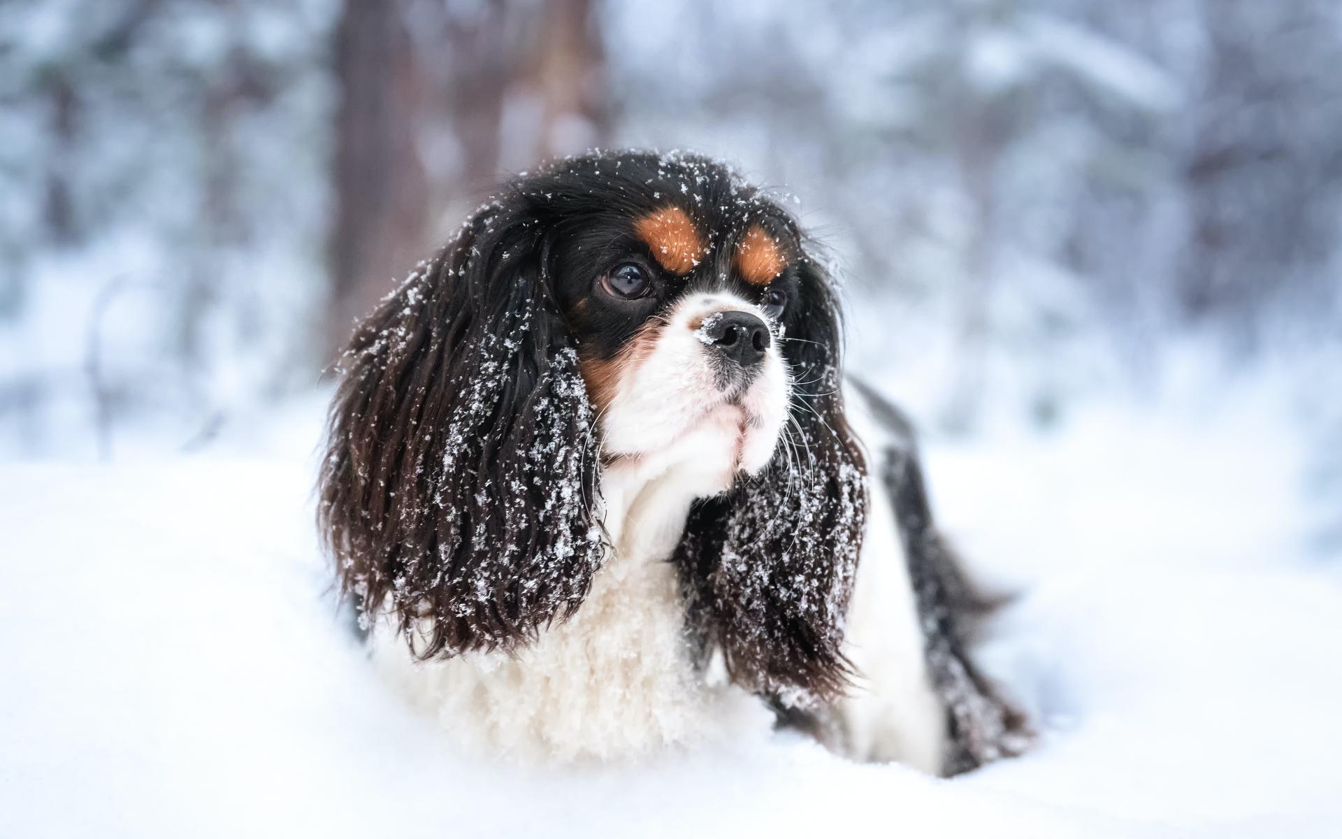 Cavalier King Charles Spaniel in the snow looks sad with big eyes