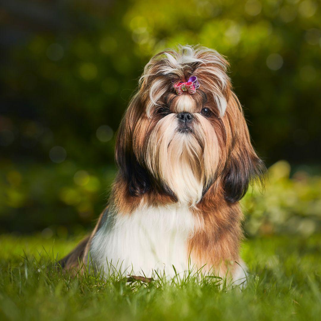 Shih Tzu puppy