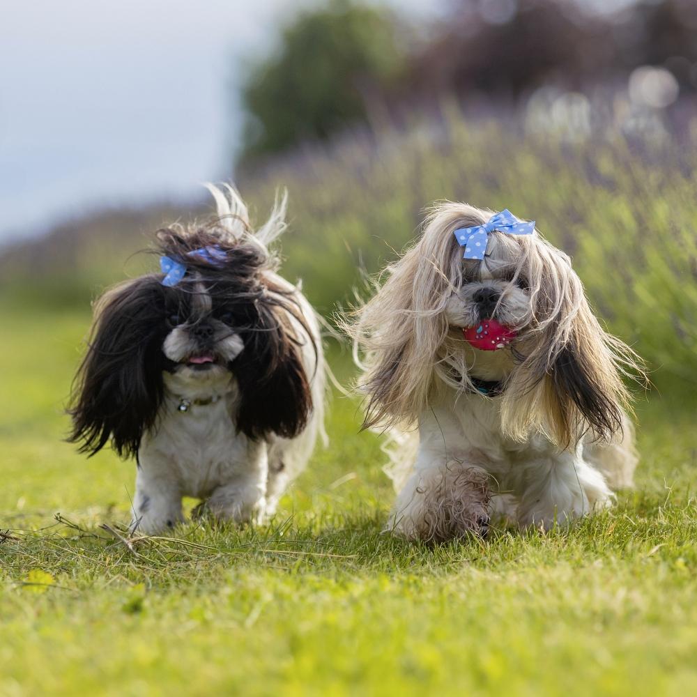 Two Adorable Shih Tzu Dogs Playing Together in Lavender Field