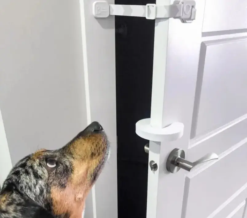 A dog peeks through a door with a white handle, secured by a Door Buddy door strap.
