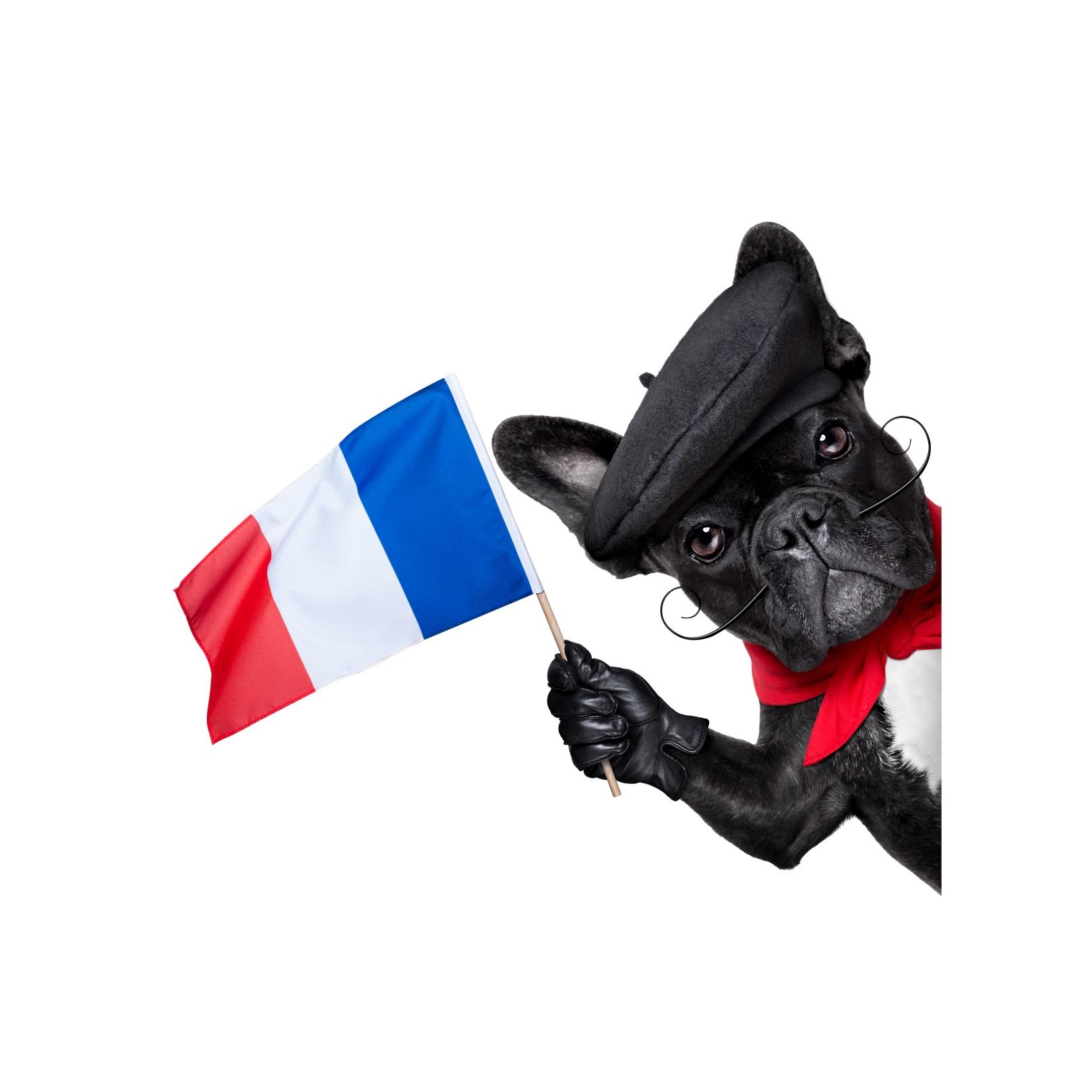 Dog smelling flower