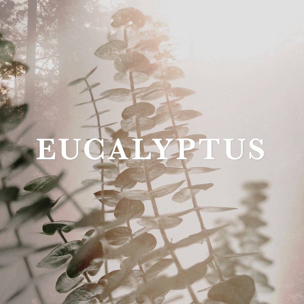 Eucalyptus Oil Accord