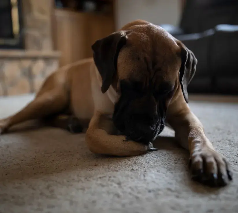 A large dog lies on the living room floor, licking its front paws attentively