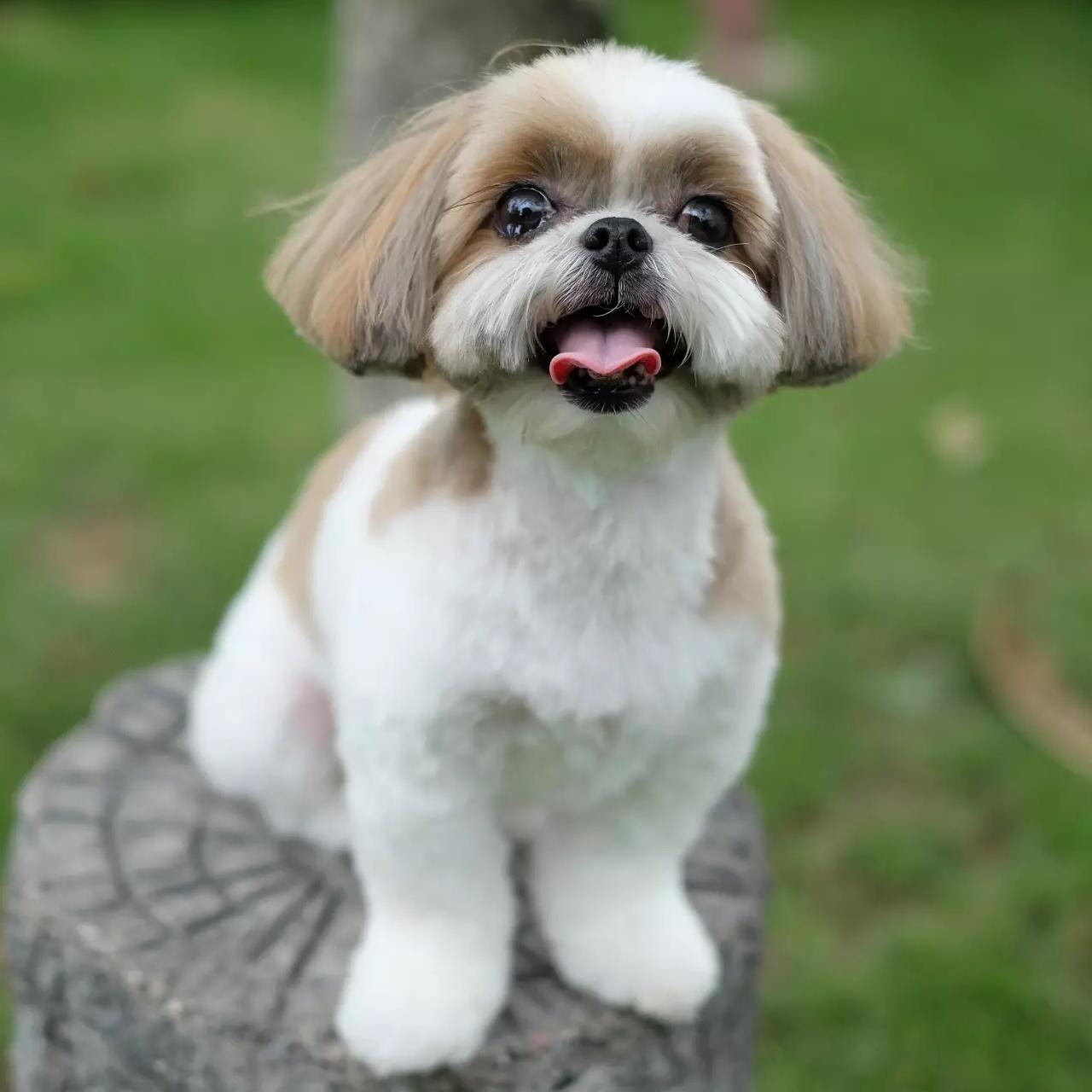 Cute puppy stick out his tongue