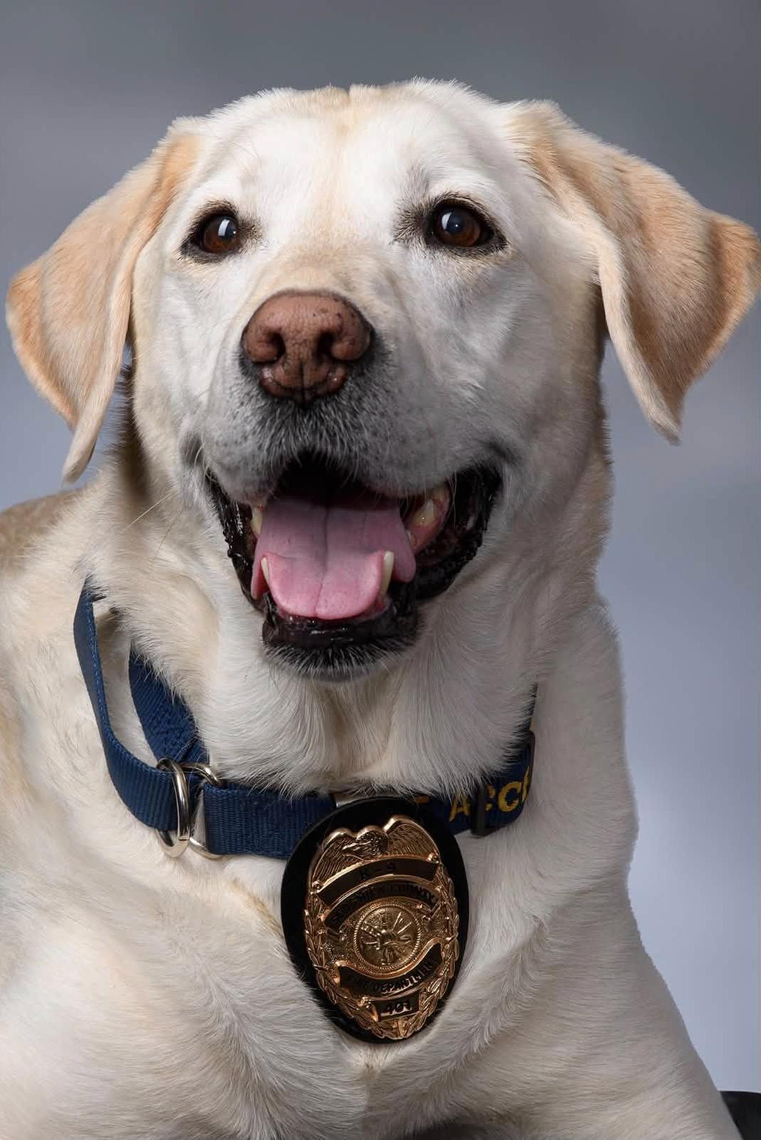 k9 breston