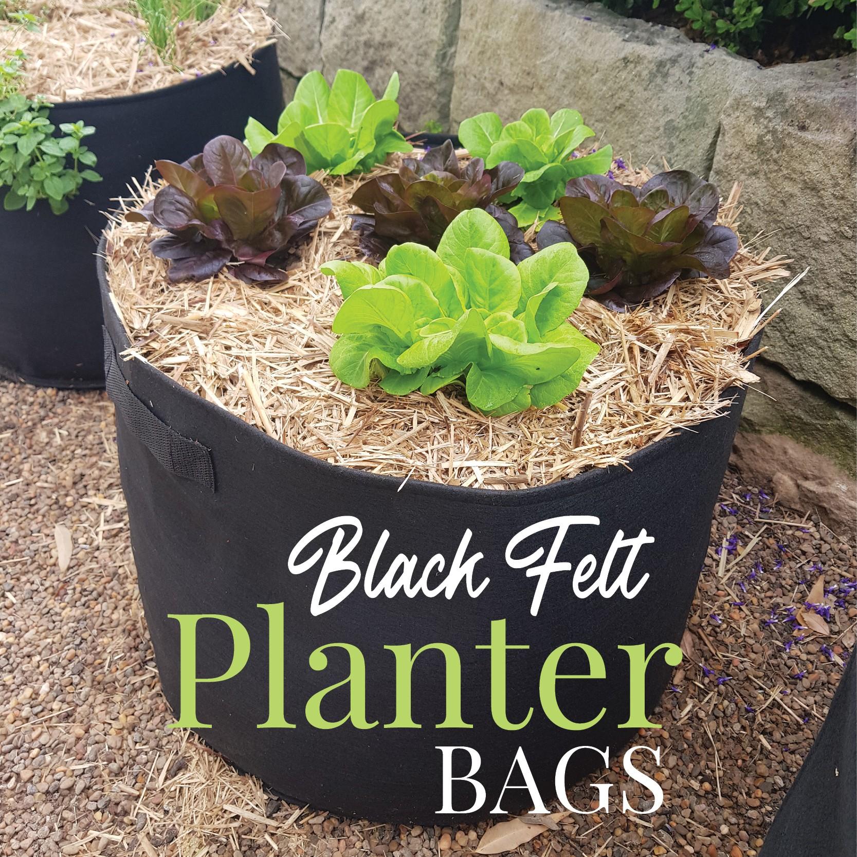Aussie Gardener Black GeoFelt Veggie Growing Planter with Handles 550mmx400mm Aussie Gardener Single 