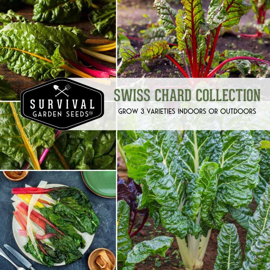 Swiss Chard Collection - grow 3 varieties