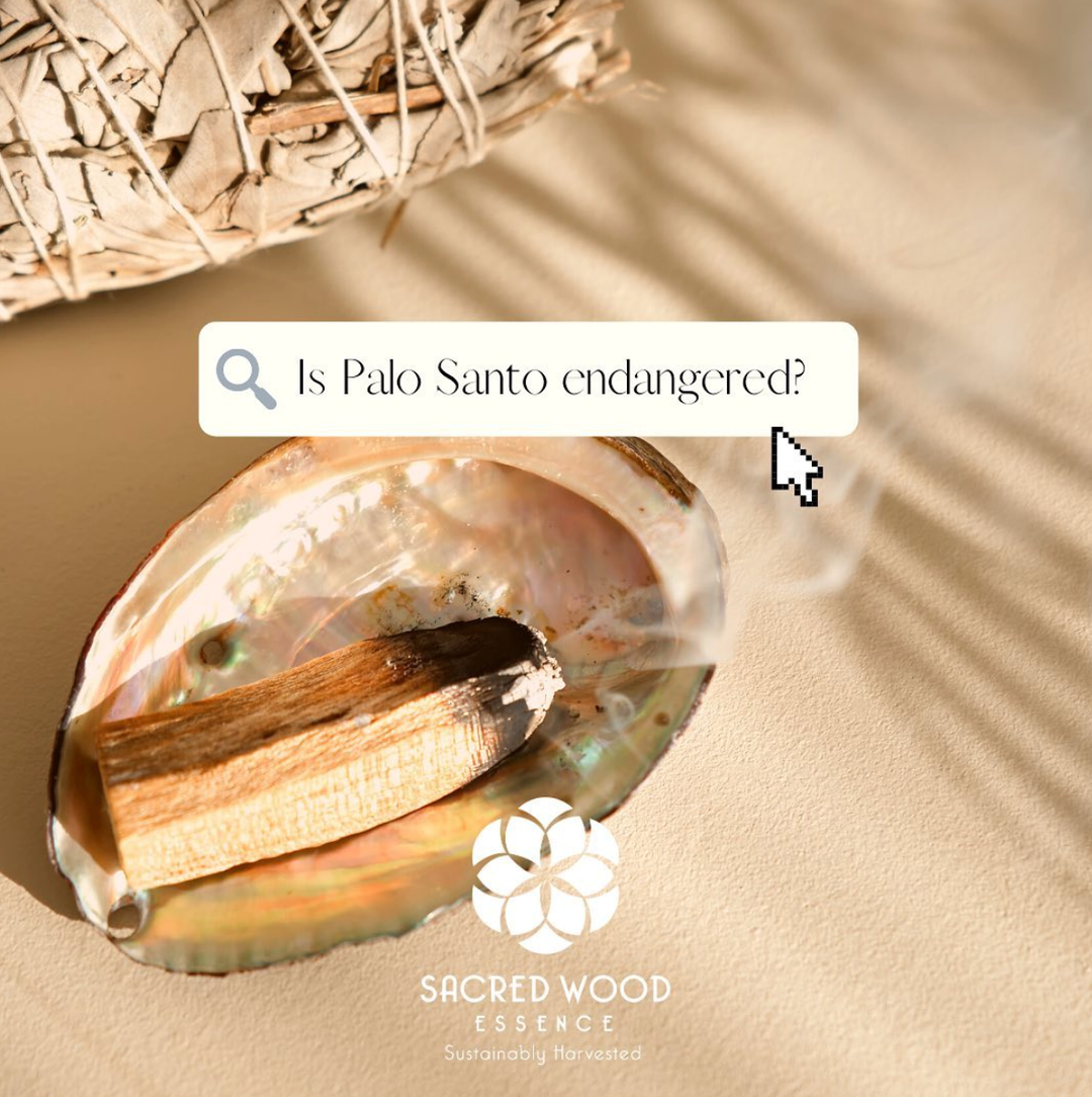 Palo Santo Oil 33% Pure. 10ml Ethically Sourced 