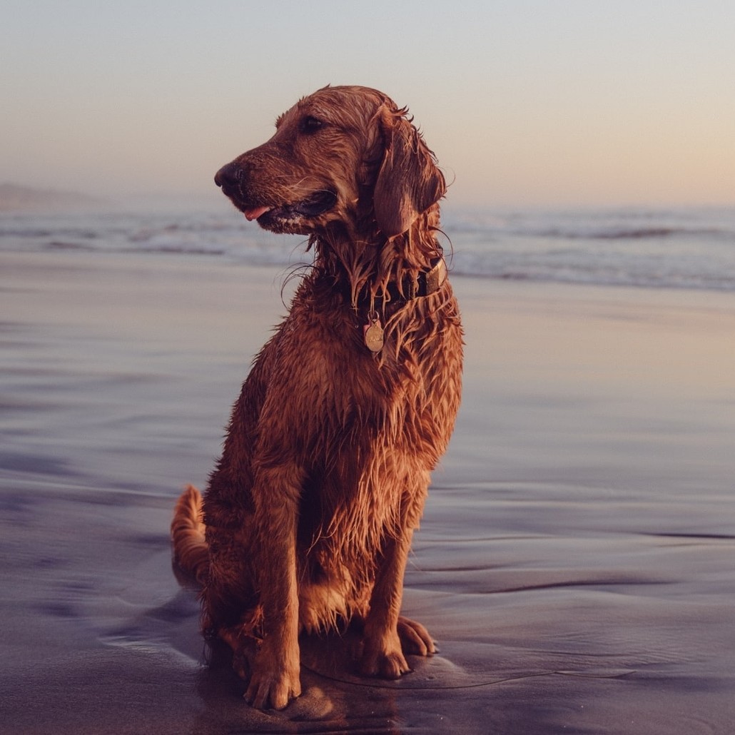 Wet dog standing by a shore