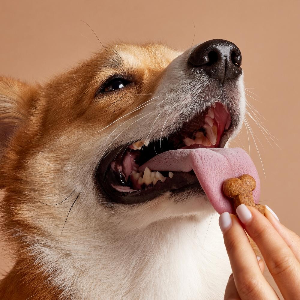 dog food in the shape of a bone close-up in the hand of a girl with a corgi dog